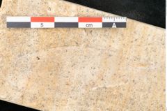 Foto (Detailansicht) von Olea noti Unger (NHMW-GEO-2024-0188-8148)